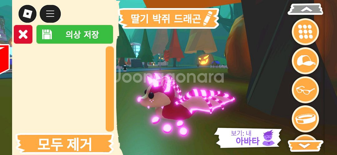 입양하세요 펫 딸기 박쥐 드래곤(네딸박) 판매합니다--2