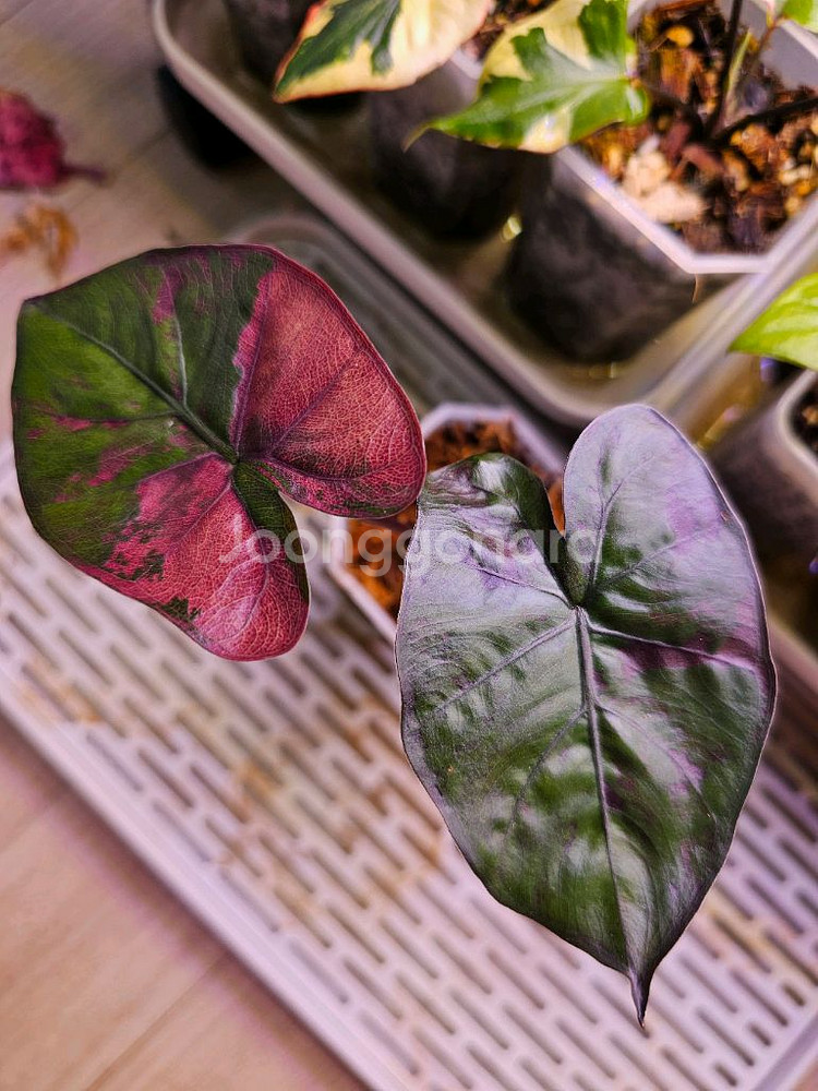 알로카시아 플럼배 핑크바리에가타--0