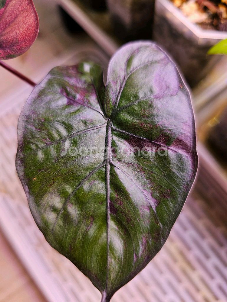 알로카시아 플럼배 핑크바리에가타--1