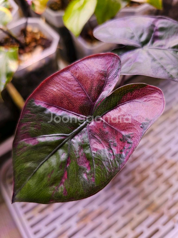 알로카시아 플럼배 핑크바리에가타--2
