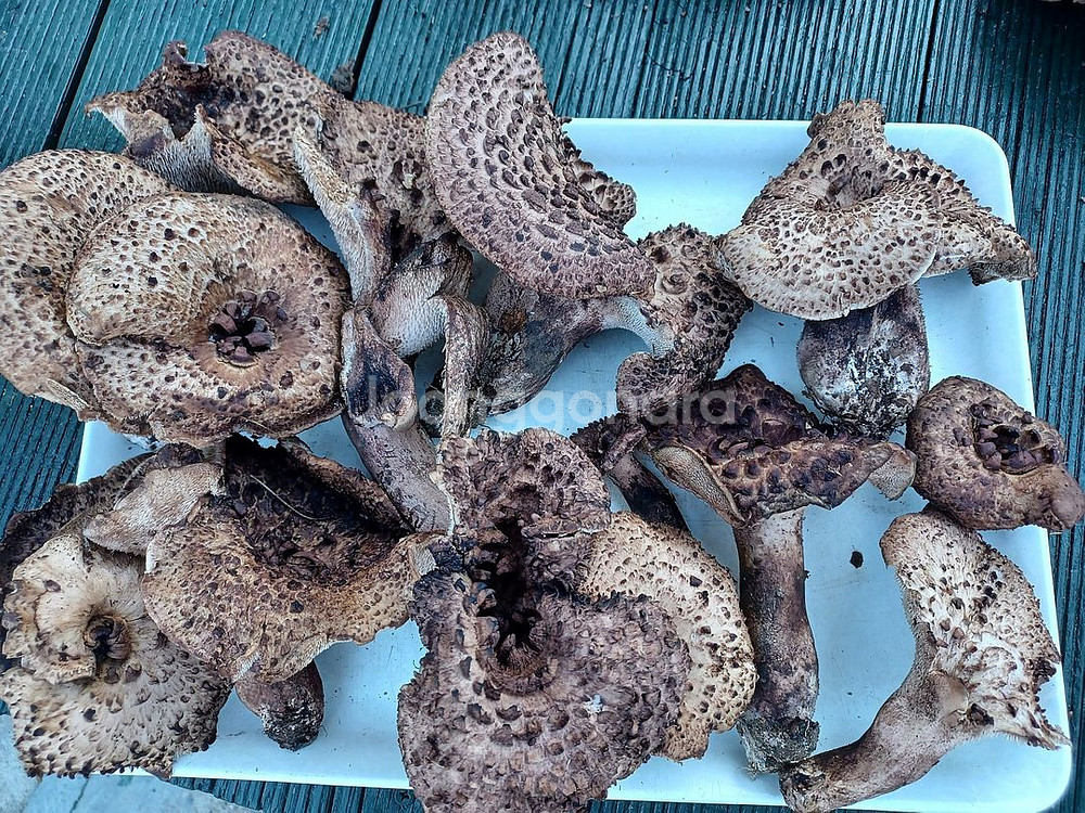 국내산 능이버섯 (1kg 14만원)--0