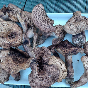 국내산 능이버섯 (1kg 14만원)