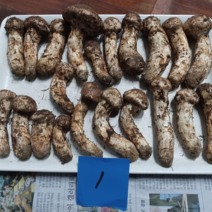 국내산 송이버섯 (1kg 25만원)