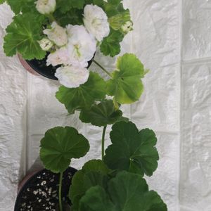제라늄 2종