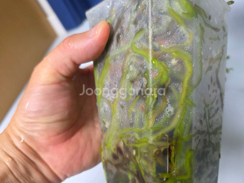 안스리움 크리스탈호프--5