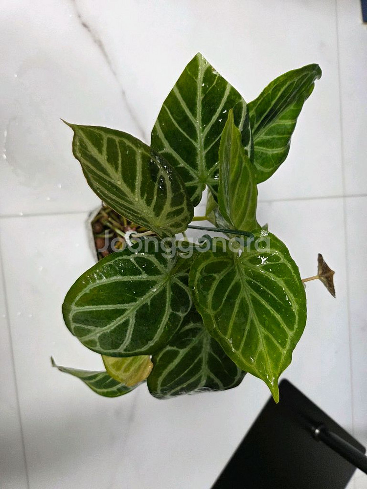 안스리움 크리스탈호프--3