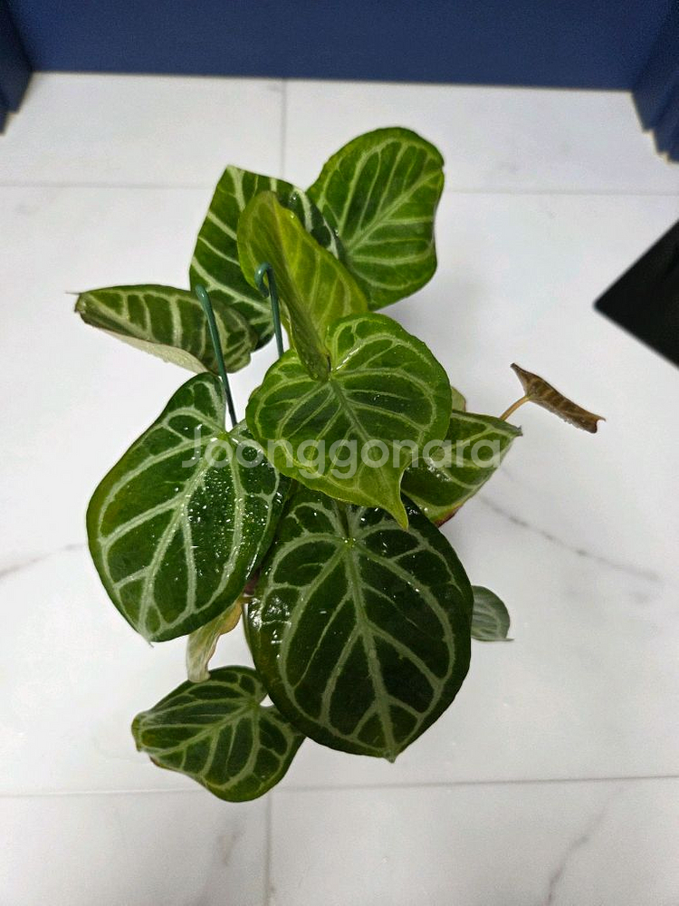 안스리움 크리스탈호프--2