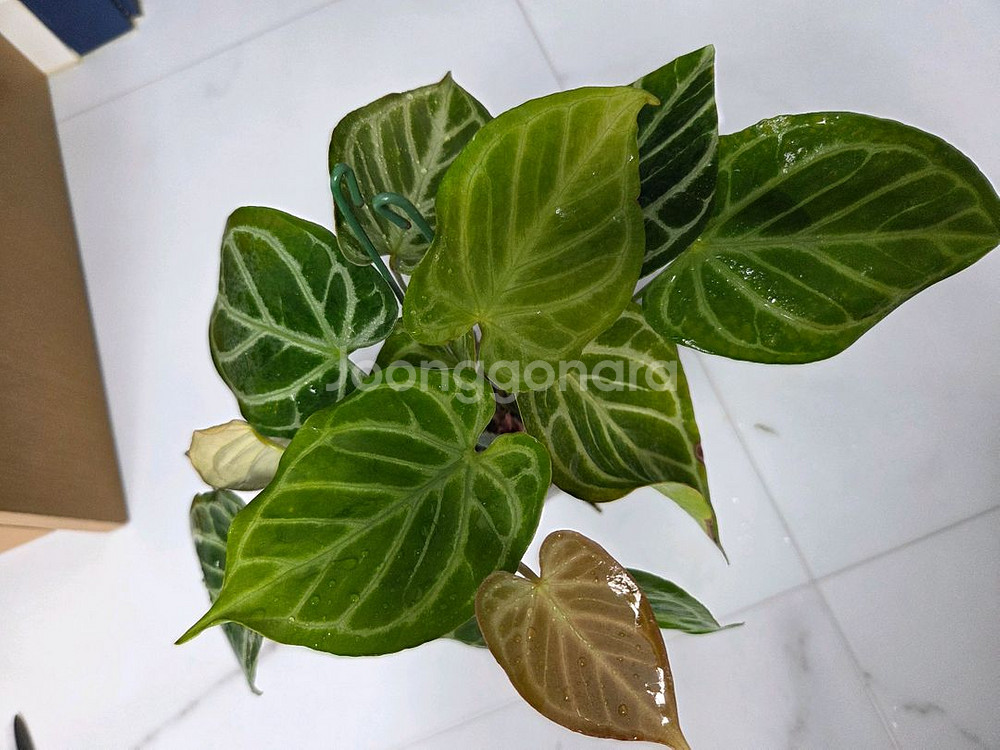 안스리움 크리스탈호프--0