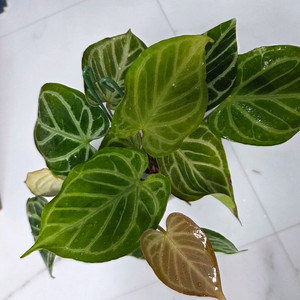 안스리움 크리스탈호프