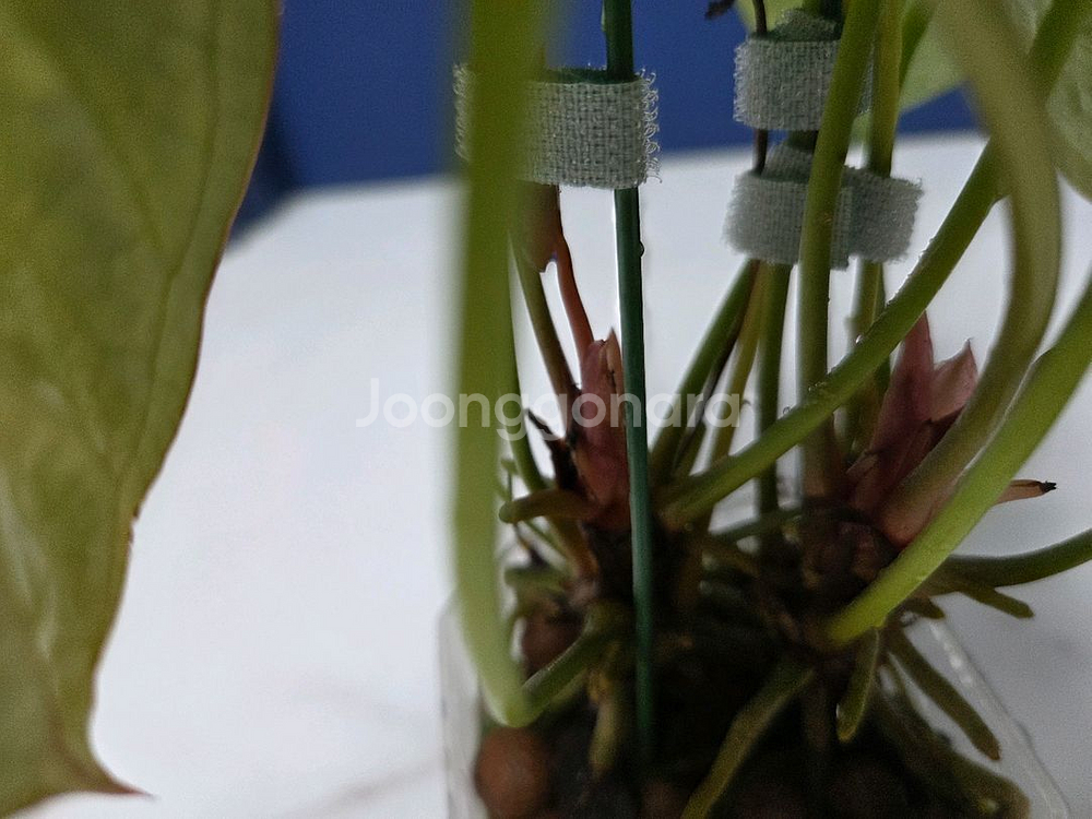 안스리움 크리스탈호프--4