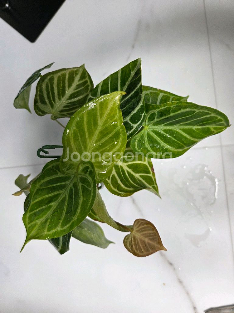 안스리움 크리스탈호프--1