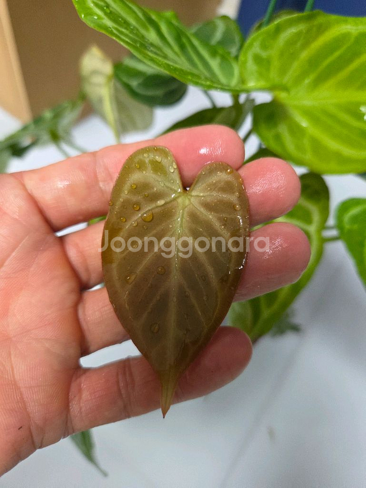 안스리움 크리스탈호프--6