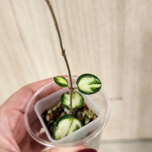 호야 마틸드 바리에가타