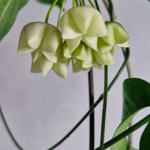 호야 시스티안타 베트남