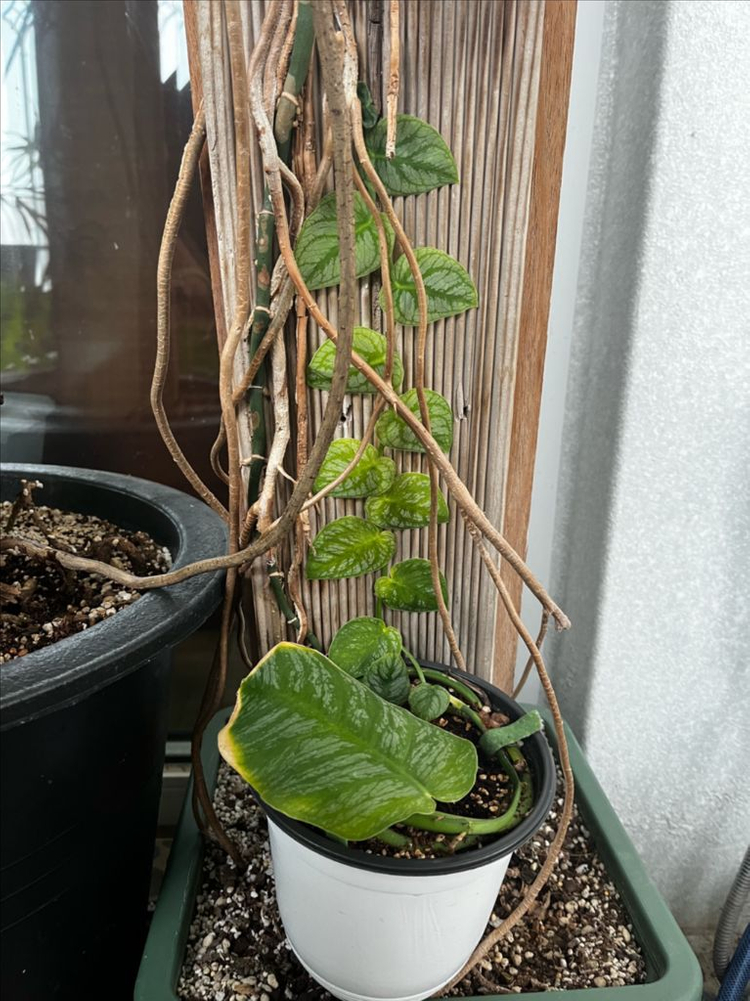 몬스테라 두비아 분양 이미지