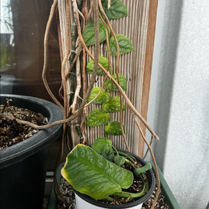 몬스테라 두비아 분양 이미지