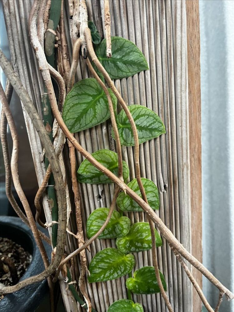 몬스테라 두비아 분양 이미지