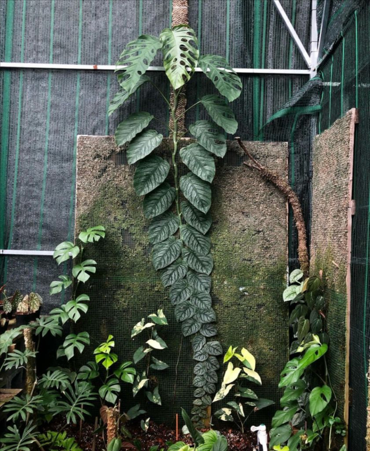 몬스테라 두비아 분양 이미지