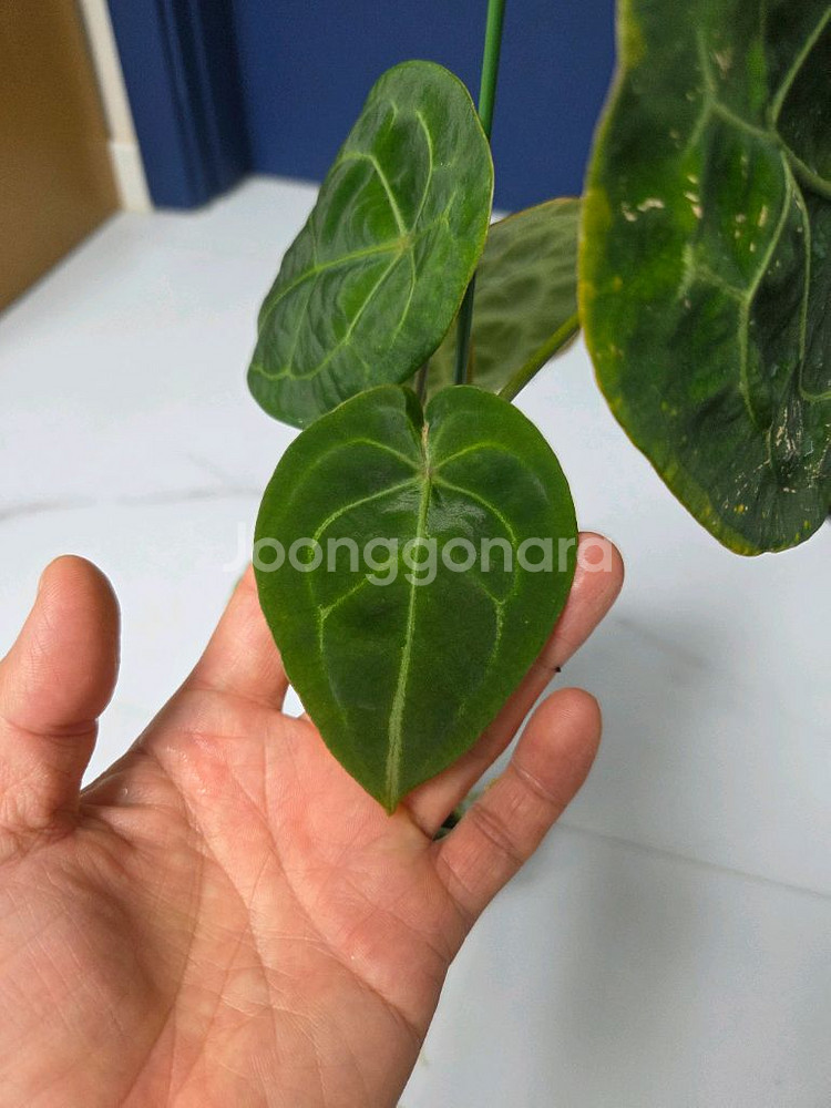 안스리움 포게티--3