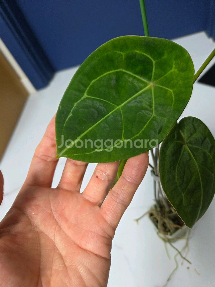 안스리움 포게티--4