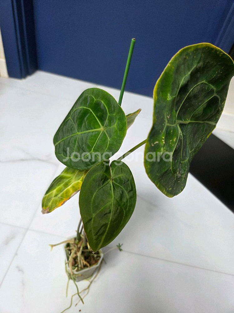 안스리움 포게티--2