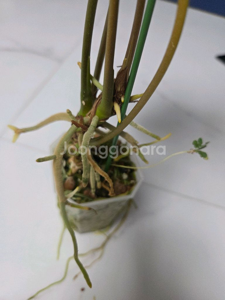 안스리움 포게티--6