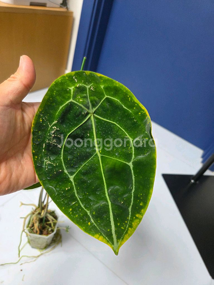 안스리움 포게티--5