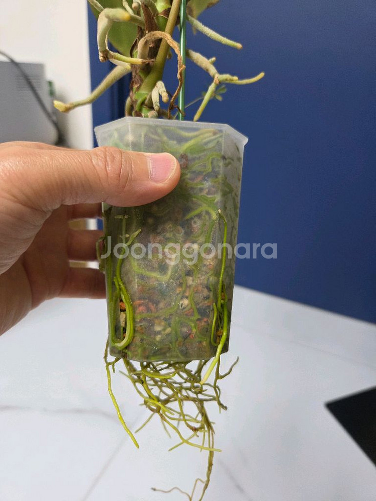 안스리움 포게티--8