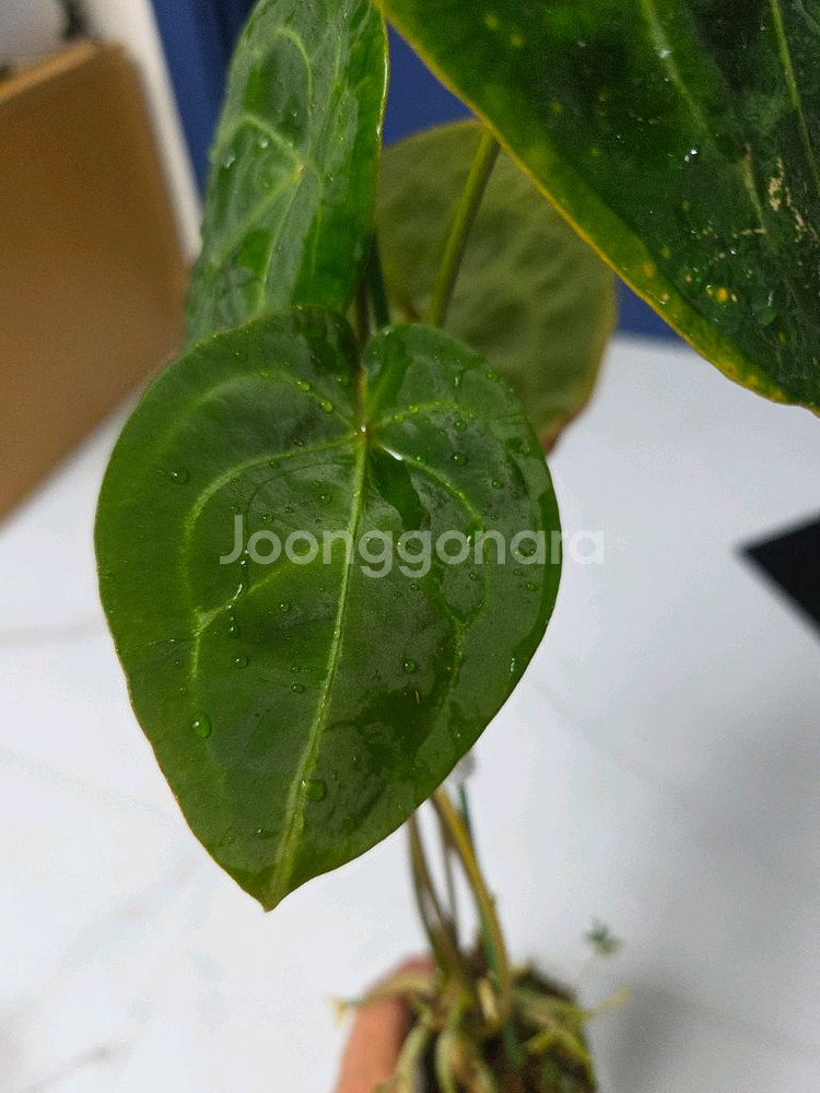 안스리움 포게티--1