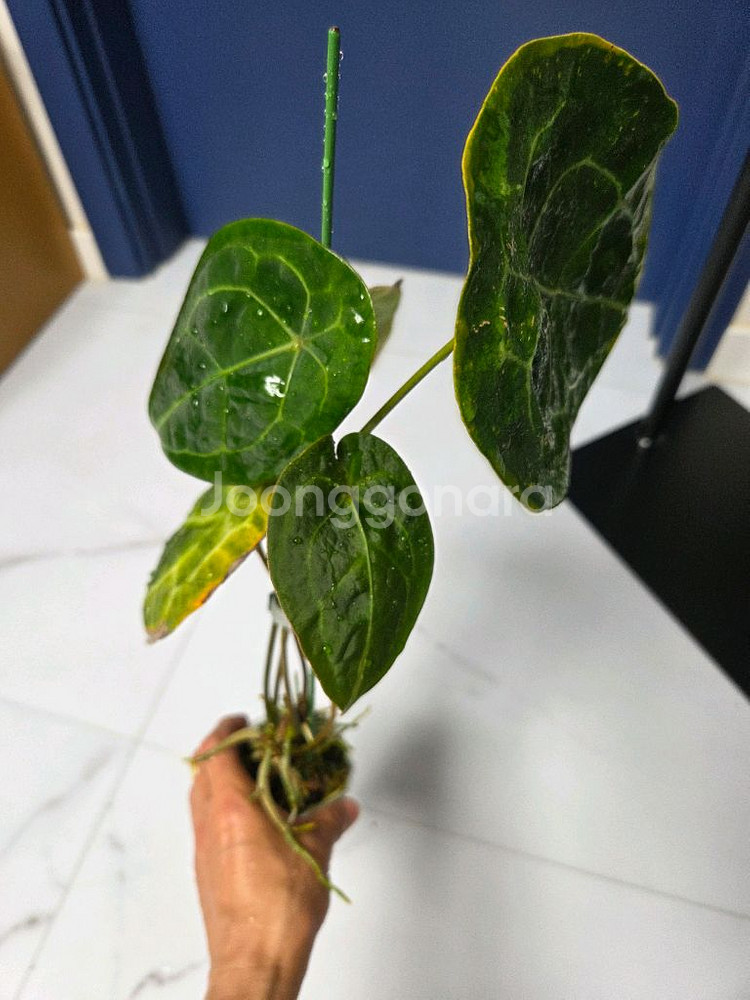 안스리움 포게티--0