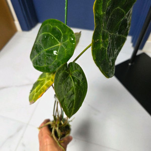 안스리움 포게티