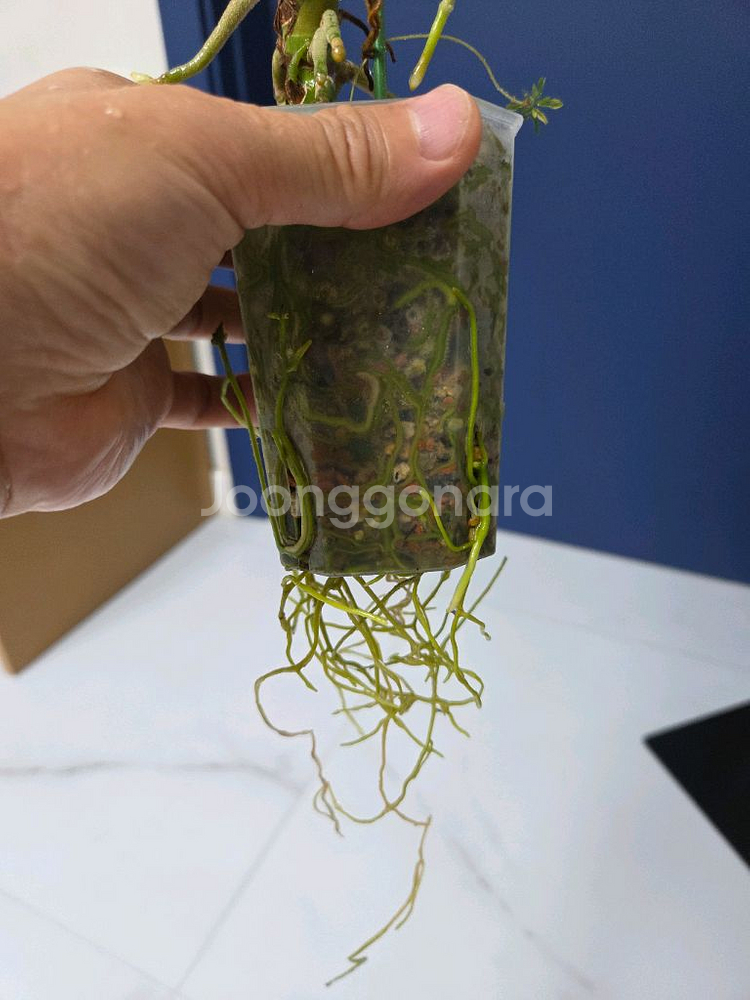 안스리움 포게티--7