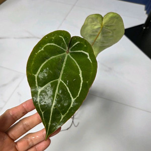 안스리움 크리스탈리넘+에게티