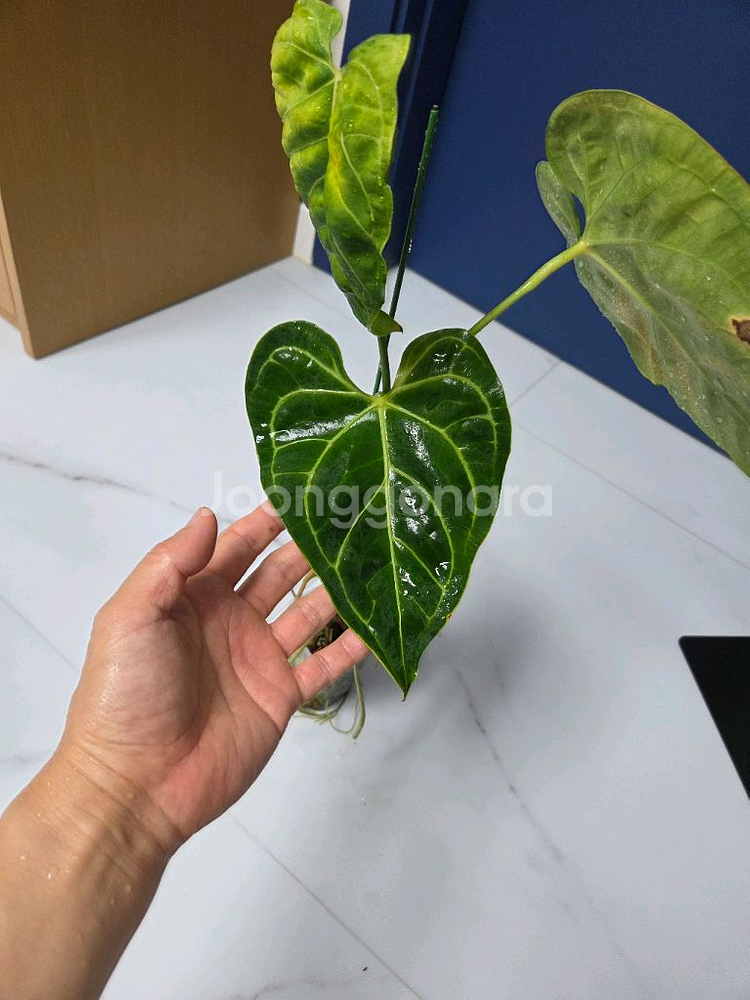 안스리움 리갈레--0