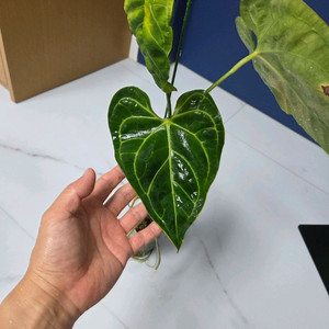 안스리움 리갈레