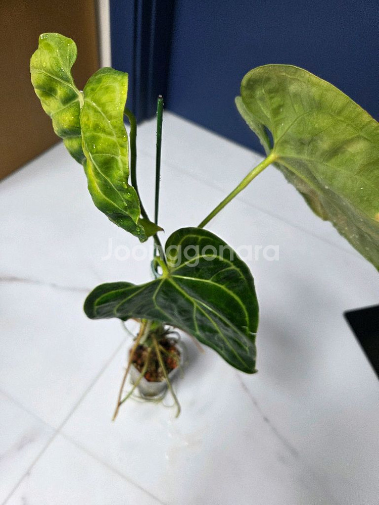 안스리움 리갈레--1