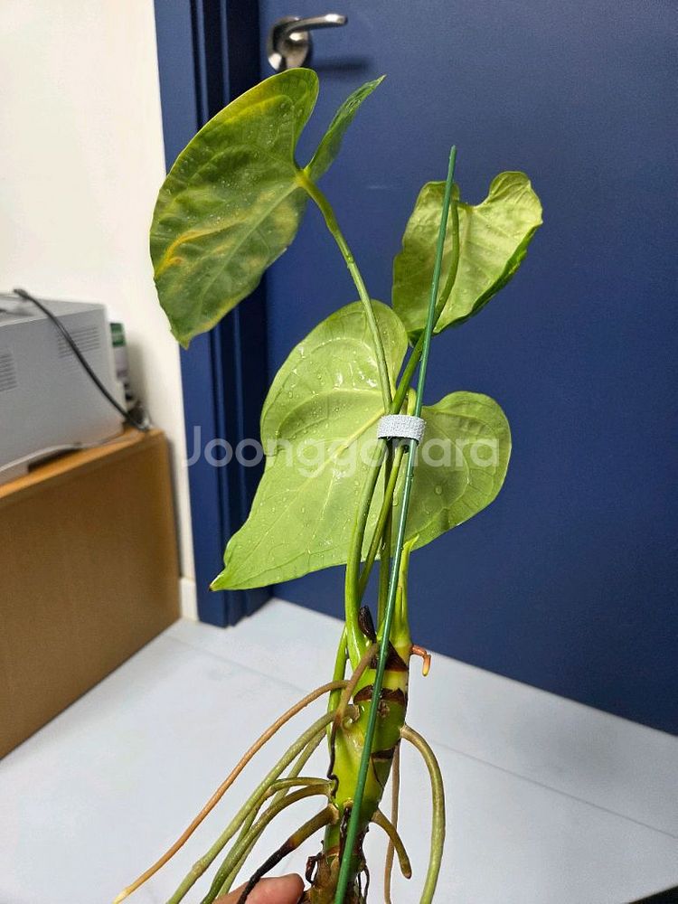 안스리움 리갈레--3