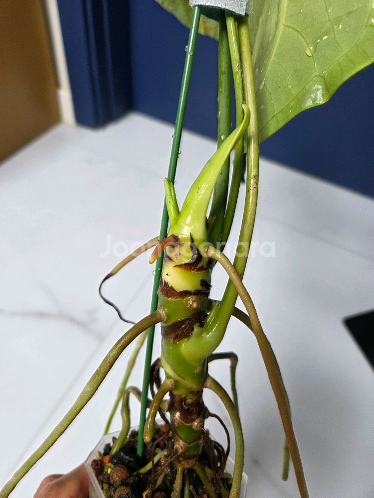 안스리움 리갈레--5