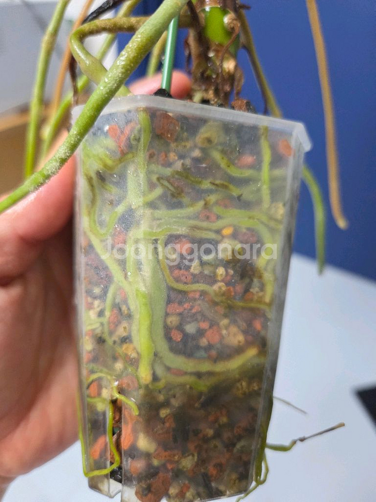 안스리움 리갈레--6