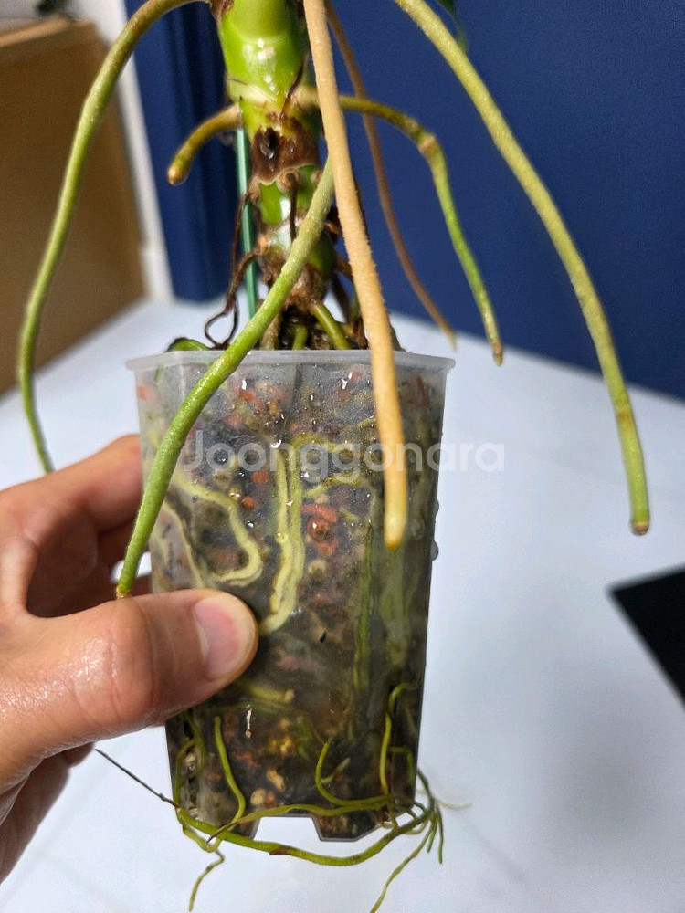 안스리움 리갈레--7