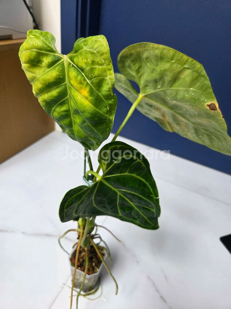 안스리움 리갈레--4