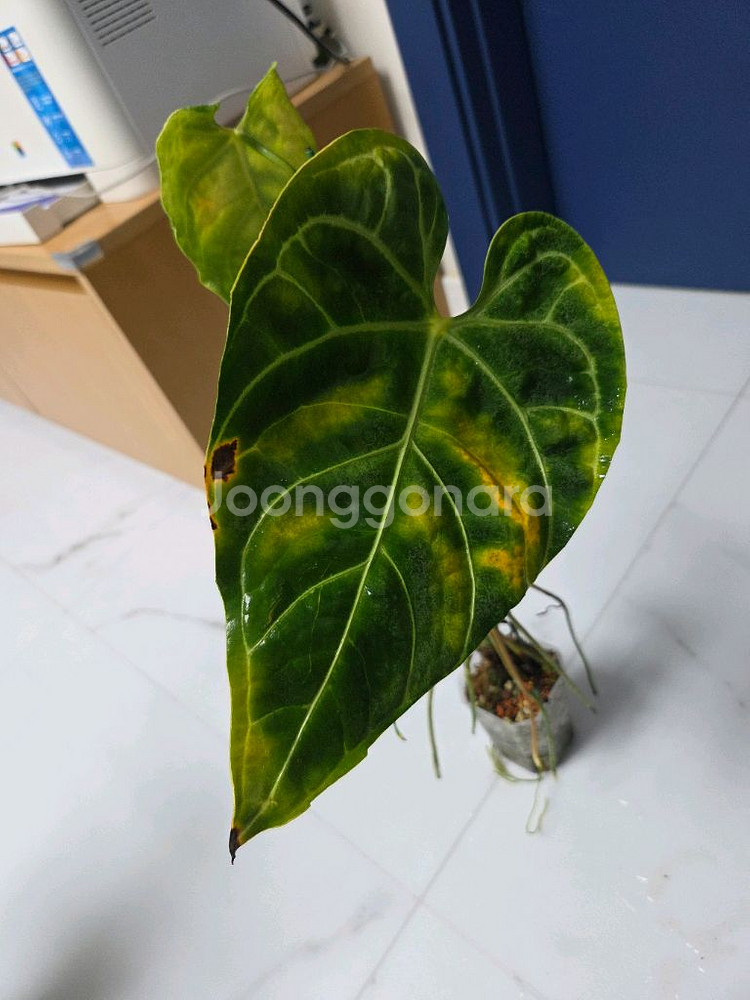 안스리움 리갈레--2