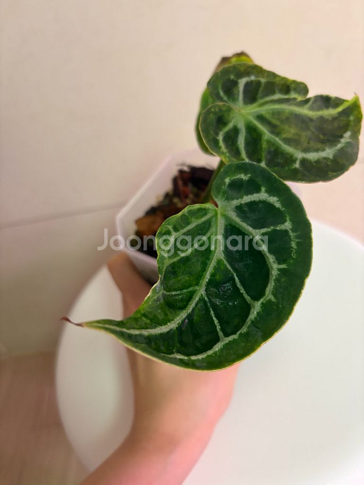 안스리움 매그니피컴하브(변이)--0