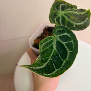 안스리움 매그니피컴하브(변이)