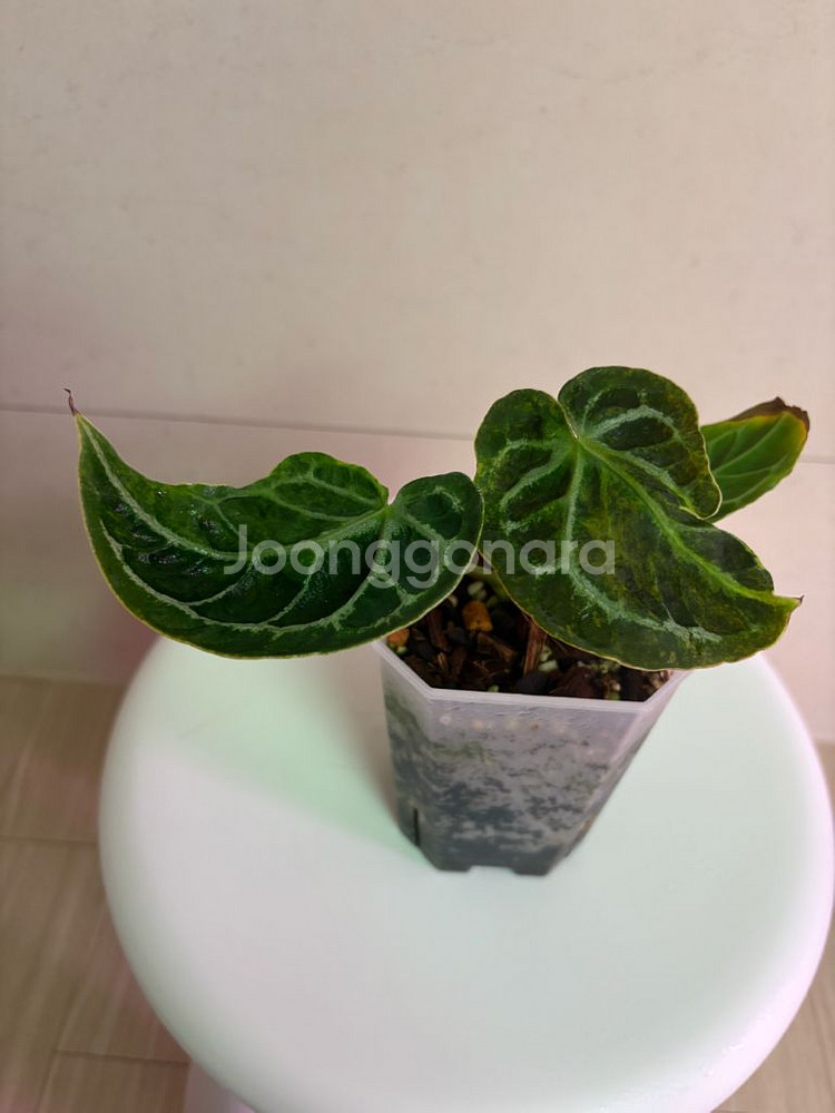 안스리움 매그니피컴하브(변이)--1