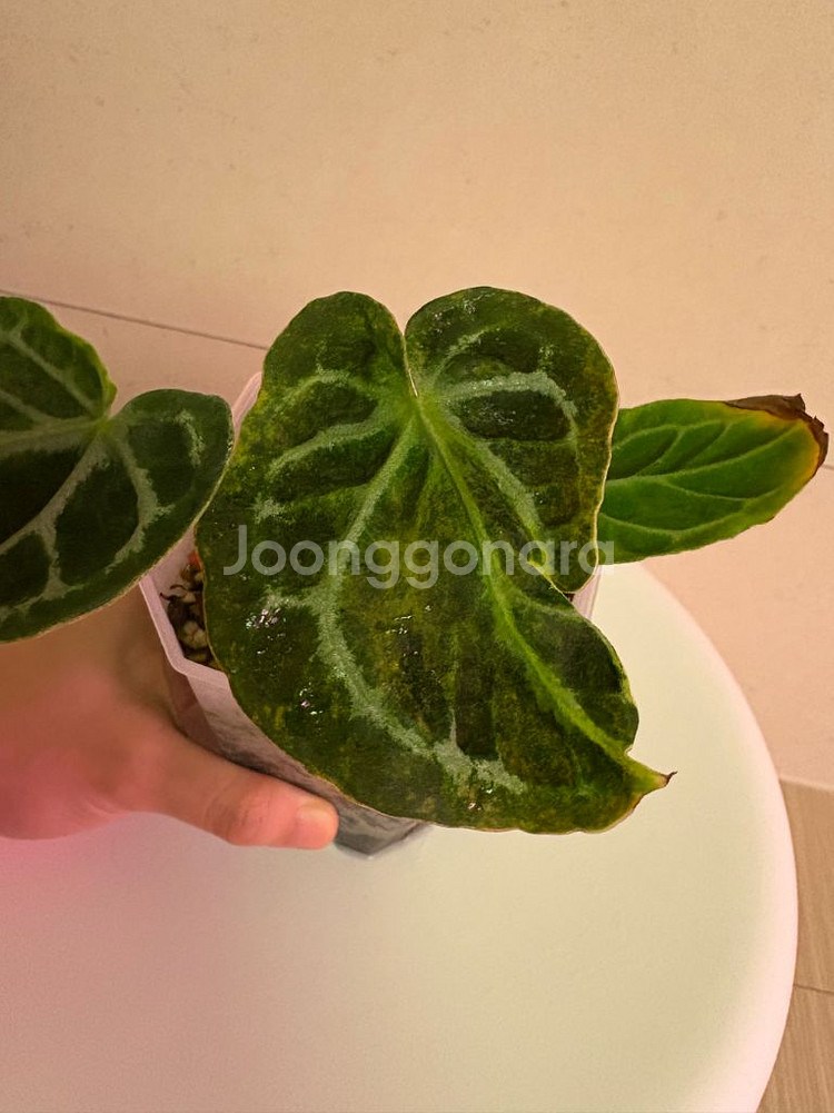 안스리움 매그니피컴하브(변이)--2