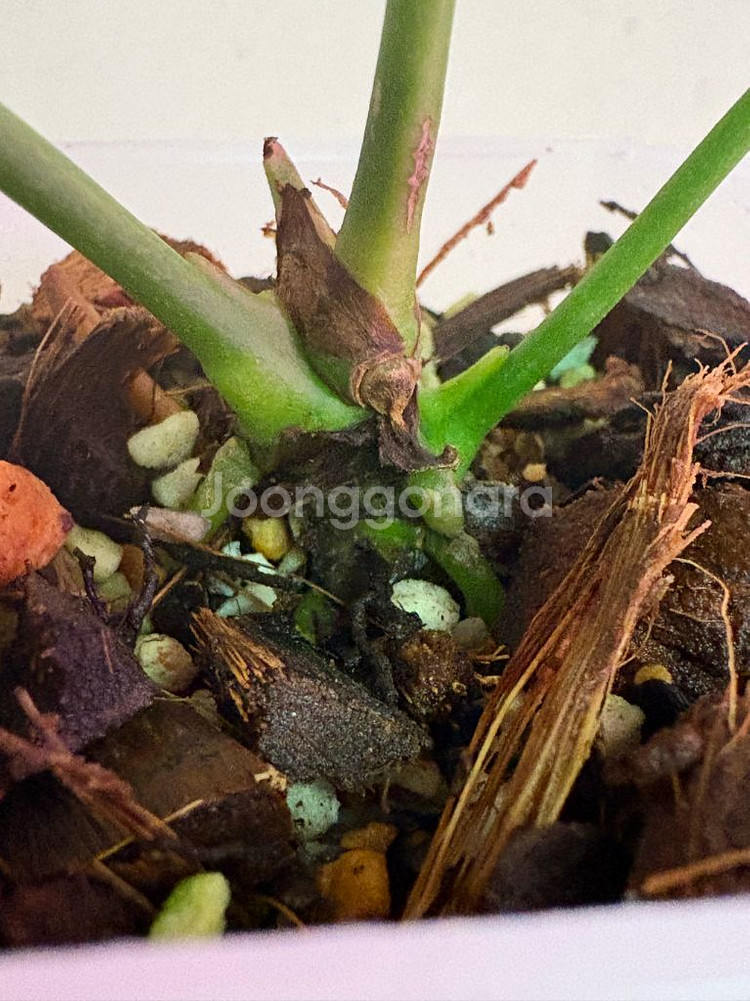 안스리움 매그니피컴하브(변이)--3