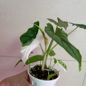 알로카시아 리버사화이트(7촉)