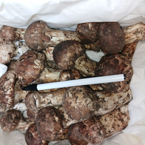 자연산 송이버섯 이미지