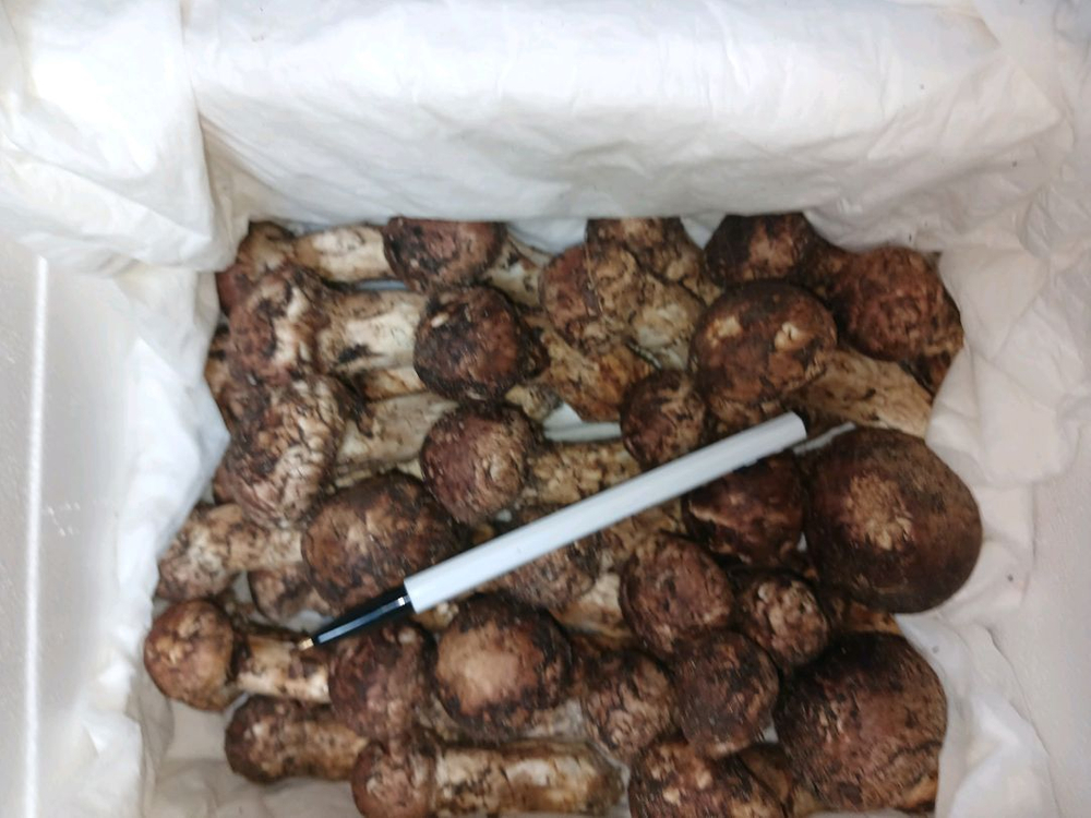 자연산 송이버섯 이미지